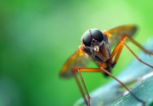 Insektenschutz